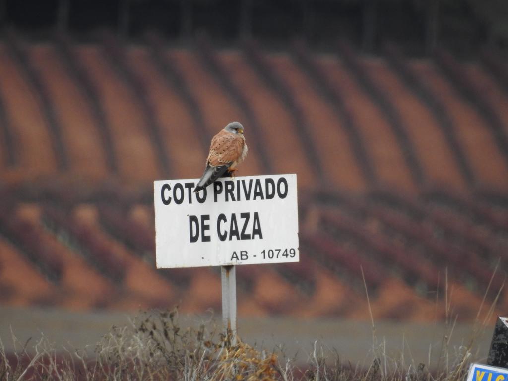 Finca El Romeral Alpera Zewnętrze zdjęcie