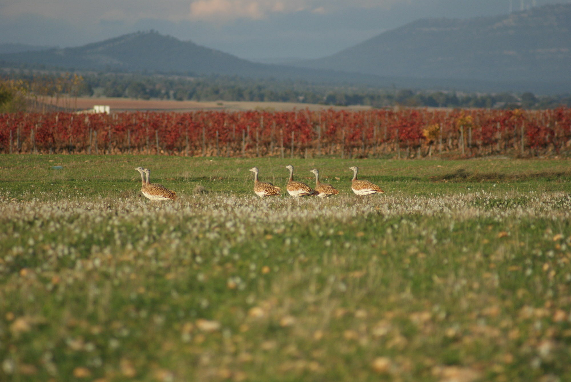 Finca El Romeral Alpera Zewnętrze zdjęcie